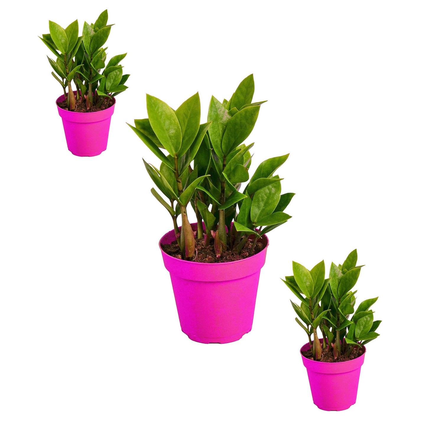 3 Pack Zamioculcas Zamiifolia ZZ in 4in Pot - Live Plants Tropical Houseplants | Variegated | USA Growers | The Snobby Leaf