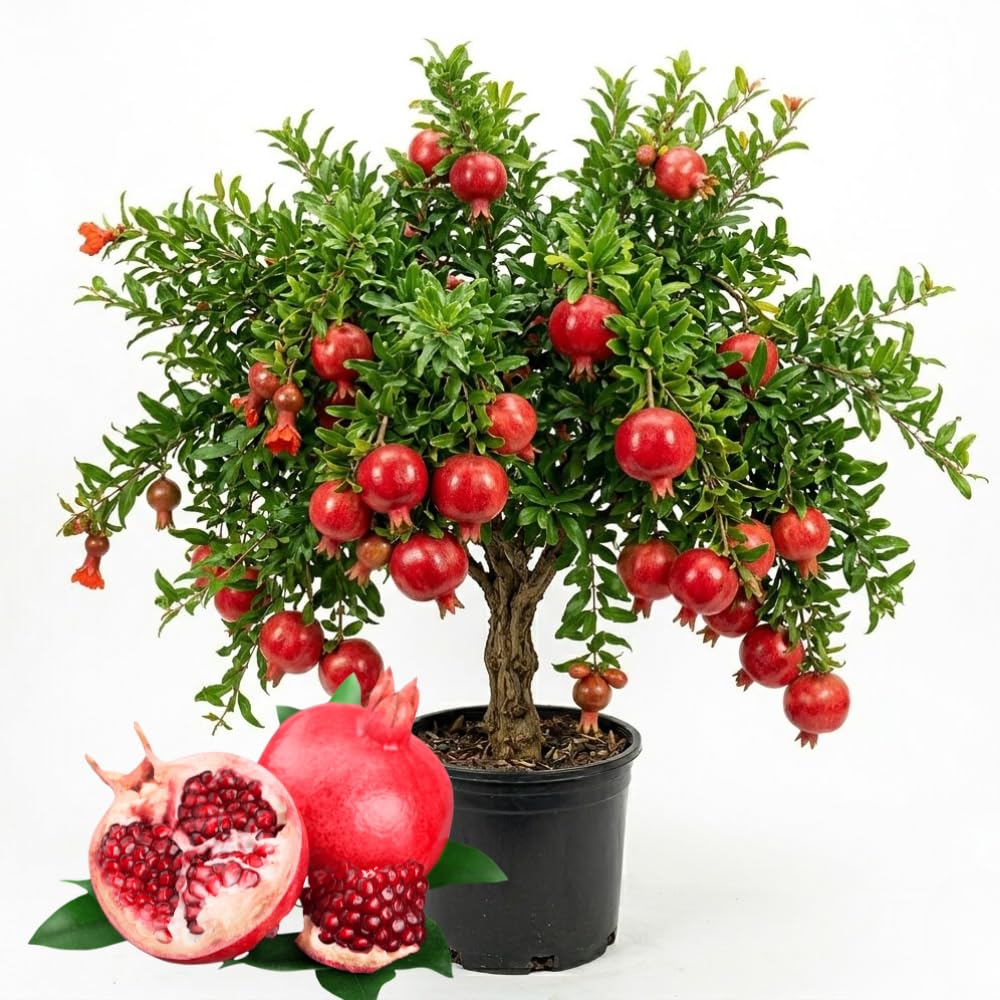 Wonderful Pomegranate Live Plant, Sweet Pomegranate Seedlings from 4 to 6 Inches Tall, Red Fruit Tree for Patios and Gardens