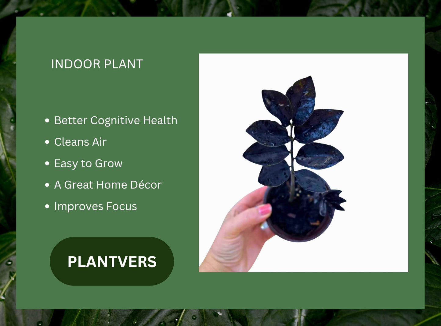 PLANTVERS Raven ZZ Plant in Nursery Pot | Zamioculcas Zamiifolia ‘Raven’ | Low-Light Black Foliage Indoor Plant | Drought-Tolerant Air Purifier for Home or Office (3" Grow Pot)