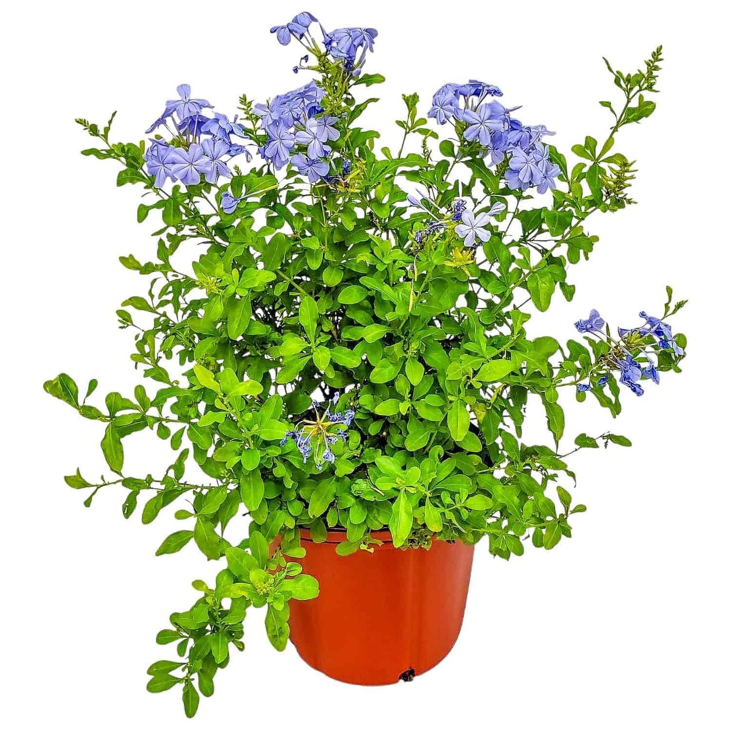 Plumbago Plant Imperial Blue - Live Flowering Plant - Overall Height 20" to 24", 3 Gallon Pot - Tropical Plants of Florida