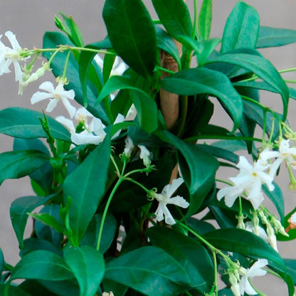 Star Jasmine Evergreen Climbing Garden Outdoor Plant for Trellis, Fences & Obelisks Baring Fragrant White Summer Flowers, 1 x Trachelospermum Jasminoides in 9cm Pot by Thompson & Morgan
