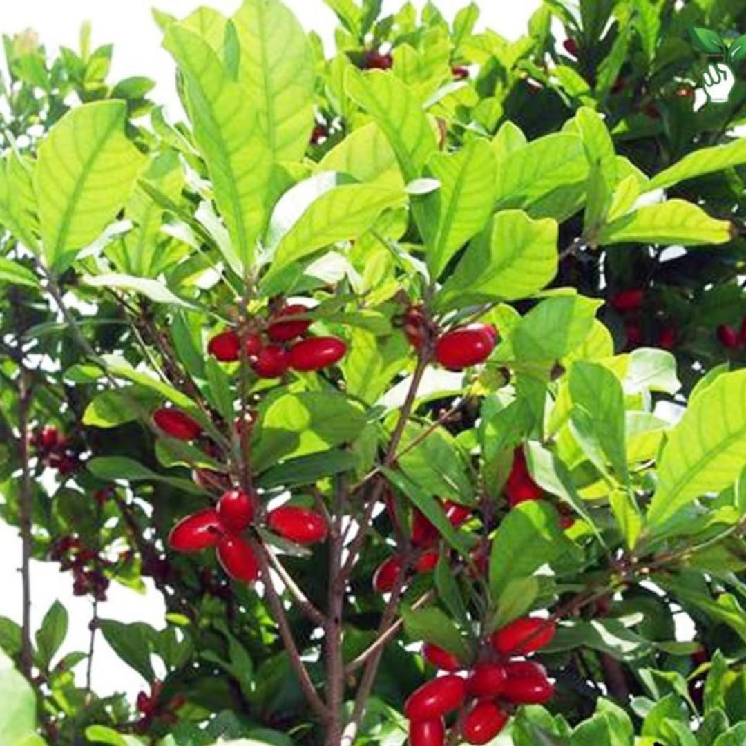 Miracle Fruit Tree Live Plant, Edible Miracle Berry Plants, 1-2 Ft Tal in 3 Gallon Pot for Indoor or Outdoor Planting, No Ship CA