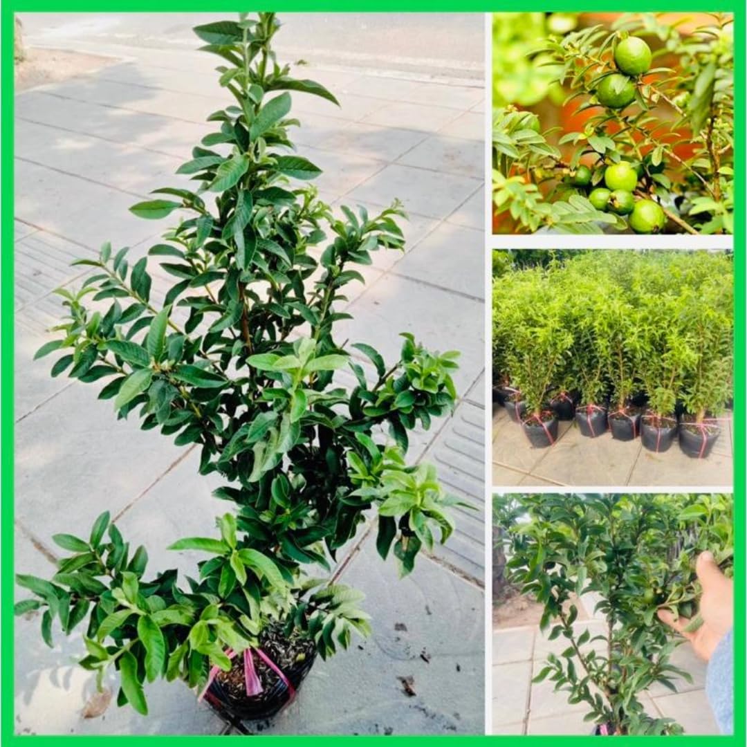 2 Rare Small Leaf Guava Trees Live Plants for Outdoor Planting, 4 to 6" Starter Plant, Fragrant and Sweet Guava, Can Train As Bonsai