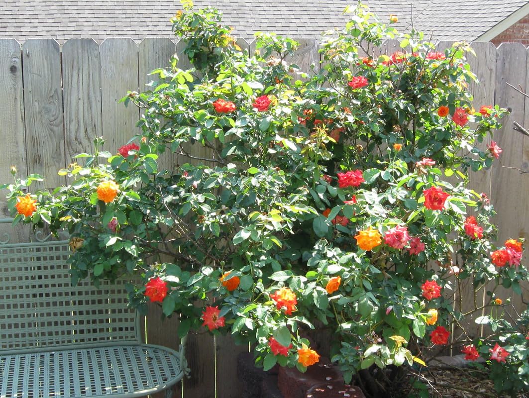 Orange Yellow Red Climbing Rose Live Plant, 6 Months Old Starter, Fragrant Purple Climbing Roses for Planting Outdoor, No Pot