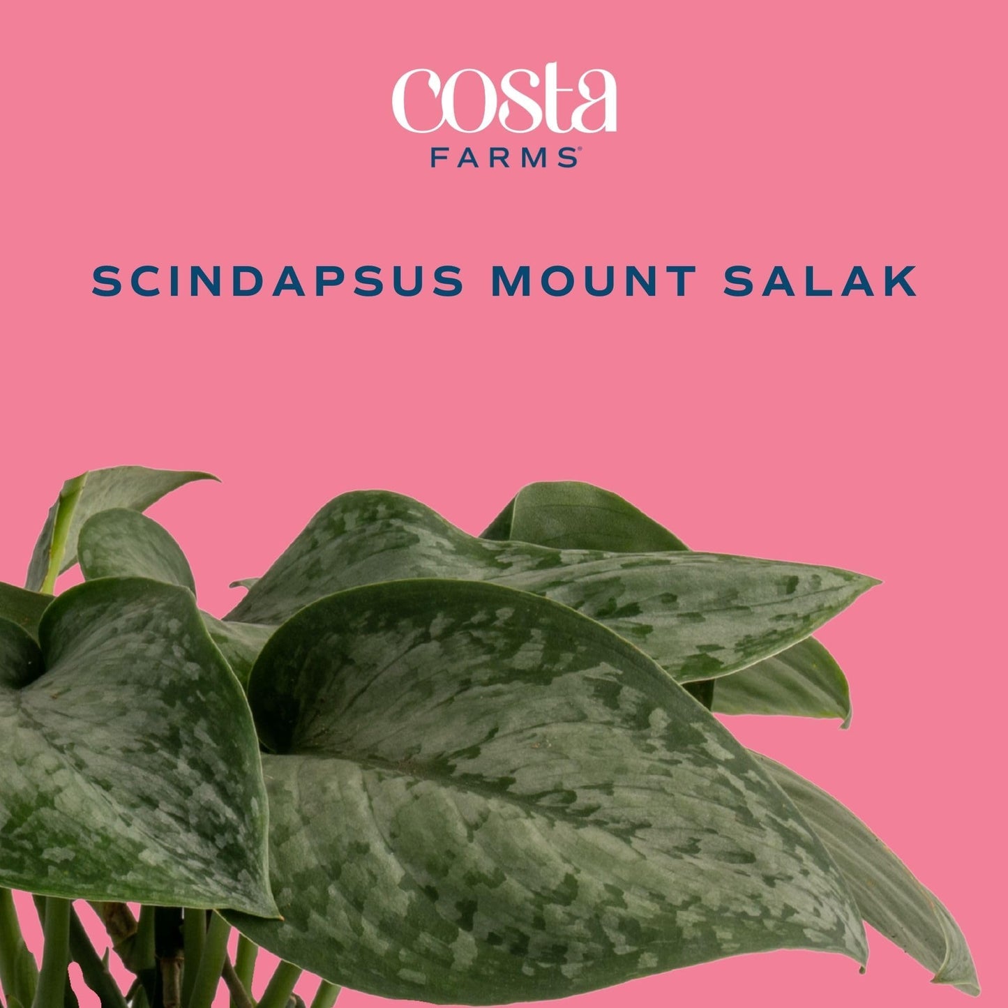 Costa Farms Scindapsus Mount Salak Live Indoor Plant, Rare Silver Satin Pothos Variety in Self-Watering Decor Pot, 12-16 Inches Tall, Easy Care Low Light Vining Houseplant, Gift for Home or Office