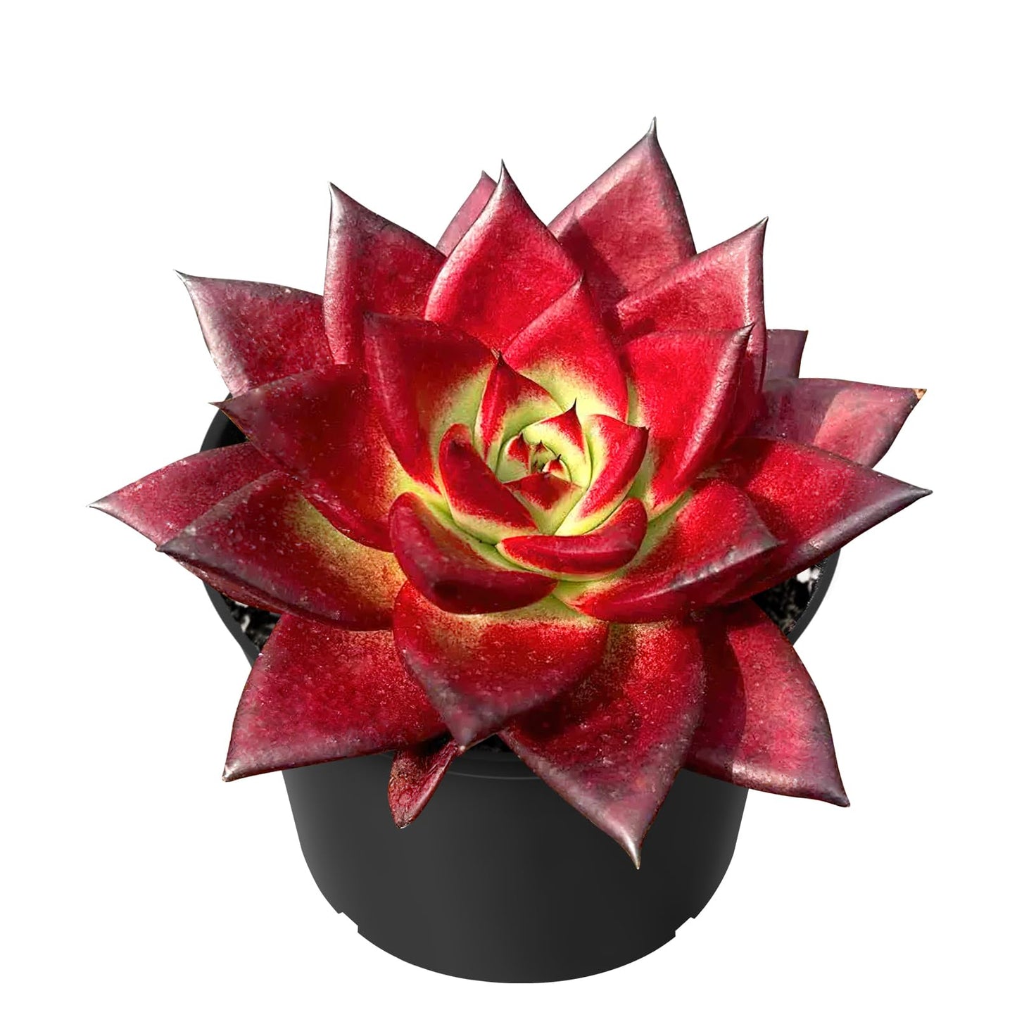 Sprout N Green Echeveria Red Knight, Mini Live Red Ebony Succulent Fully Rooted in 2" Pot, House Plant for Indoor Outdoor Home Office Wedding Decoration Party Favor DIY Projects, Pets Friendly