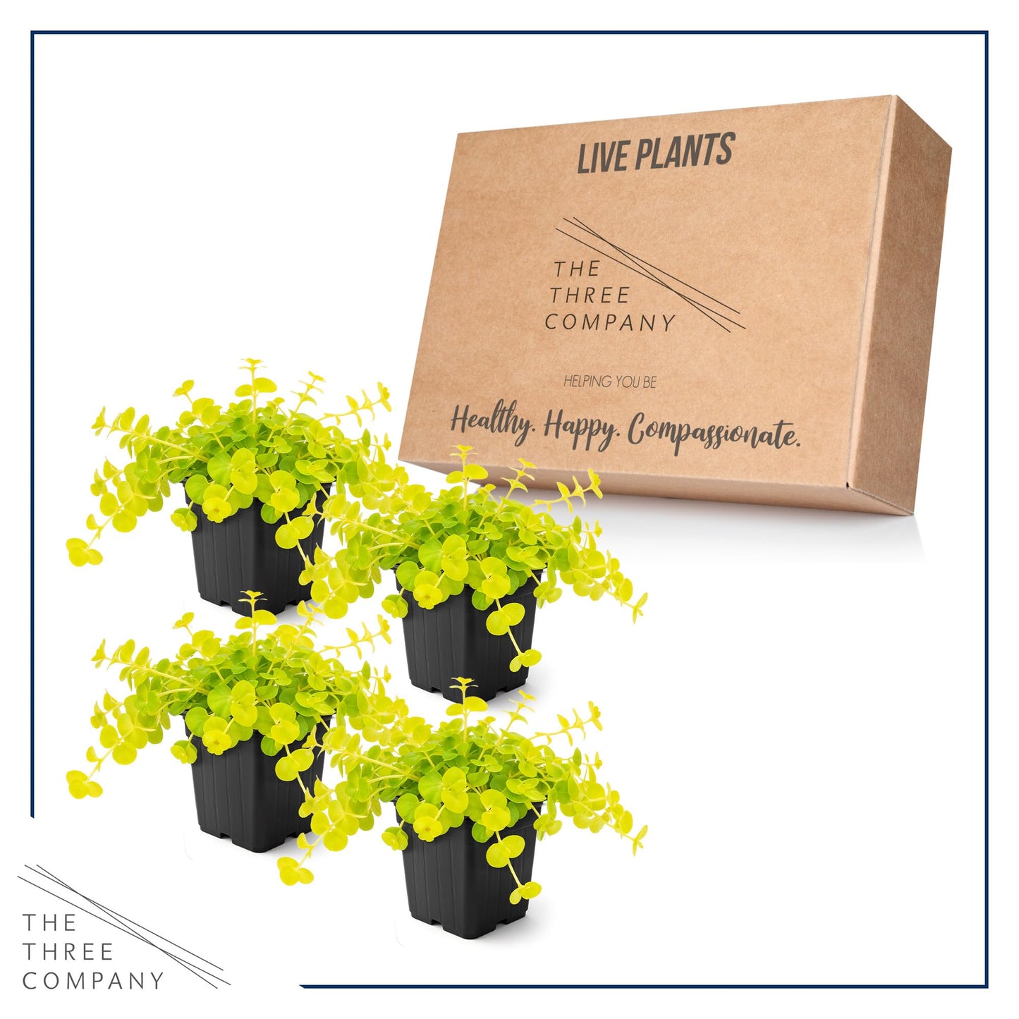 Creeping Jenny Live Plant (Lysimachia nummularia) - 4 Plants Per Pack - Healthy Trailing Perennial - Beautiful Accent Plant - 6" Tall by 4" Wide in 1 Pt Pot