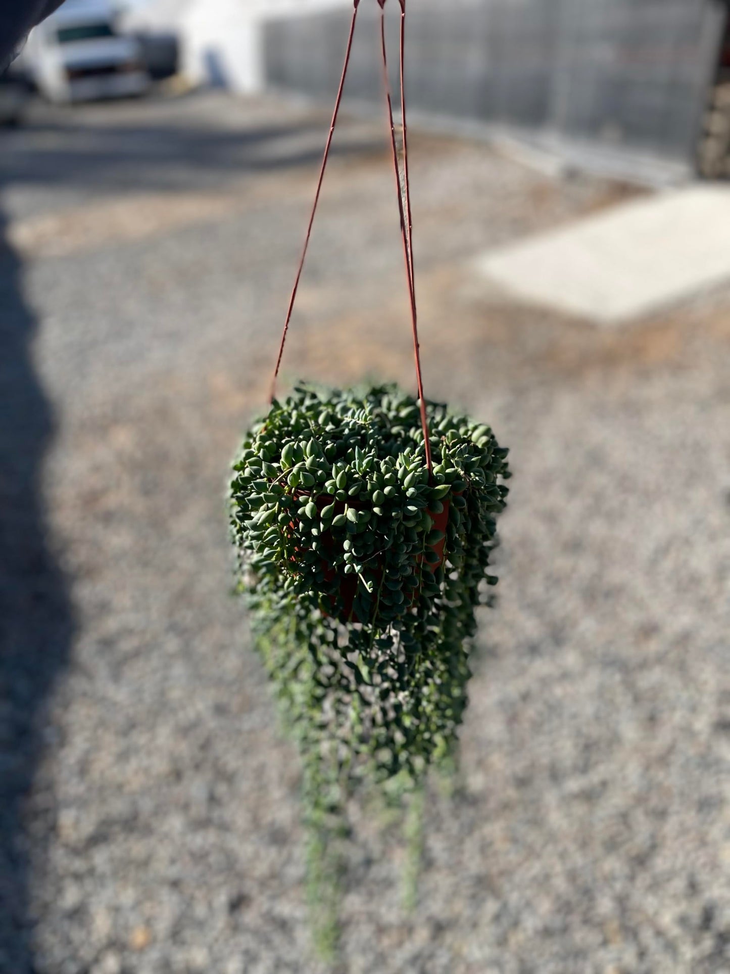 Live Succulent 6" String of Raindrop Live Plant Easy to Care for Indoor Hanging Plant Sculpture Succulent Plants Fully Rooted, House Plant for Home Office