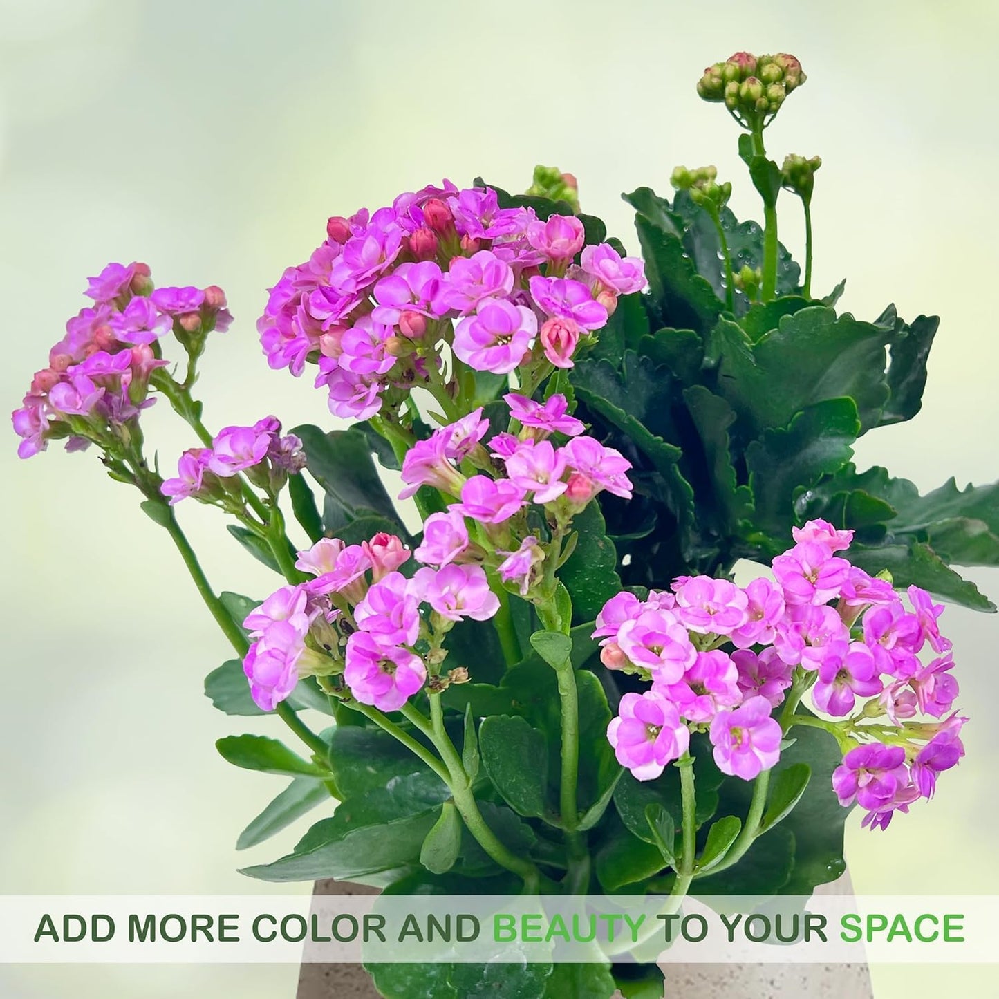 LEAL PLANTS ECUADOR Kalanchoe Plants (Pack of 3) Bundle Plants Vibrant, Long-Lasting Blooms & Easy Care,Air-Purifying, Perfect for Home Decor, Unique Gift for Plant Lover