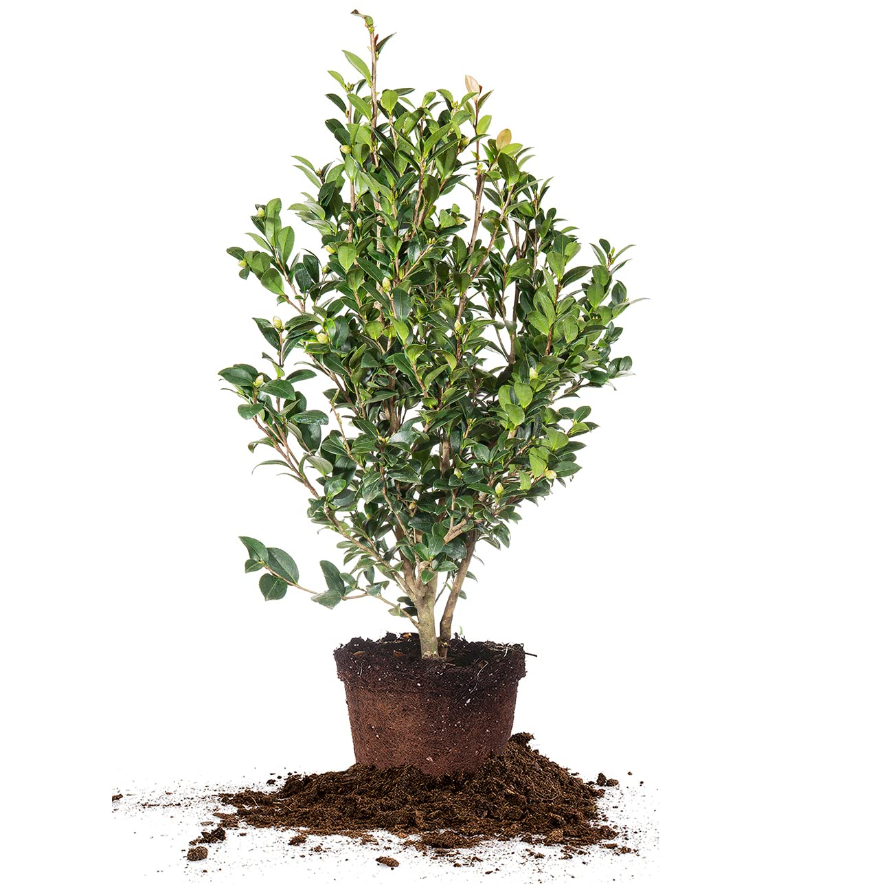 Perfect Plants Yuletide Camellia Bush 3 Gallon | Live Shrub for Outdoor Planting | Beautiful Early Spring Flowers | Red Flower with Yellow Center