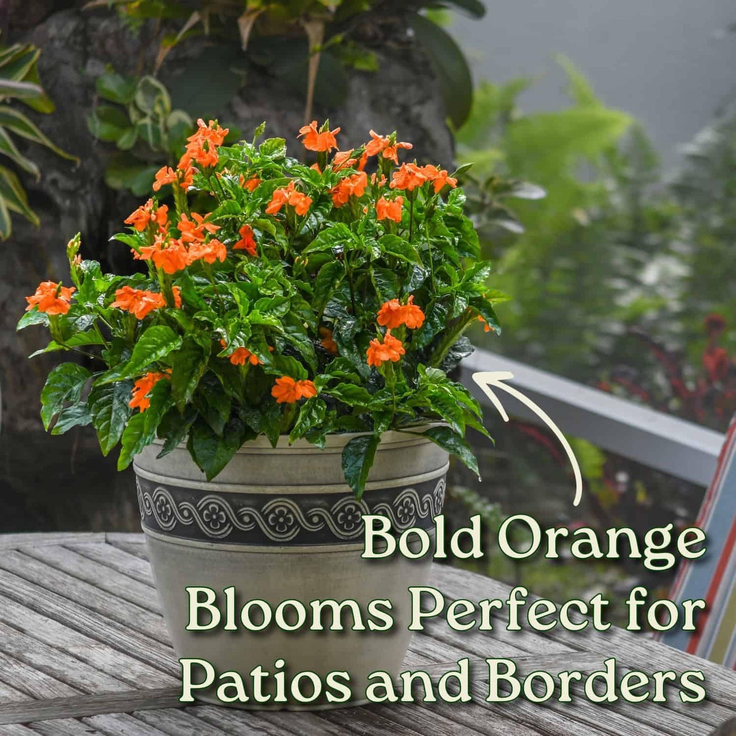 Crossandra Flower Plant Live - Orange Marmalade - 3 Gallon Pot - Overall Height 22" to 26" - Tropical Plants of Florida (Plant in Growers Planter)