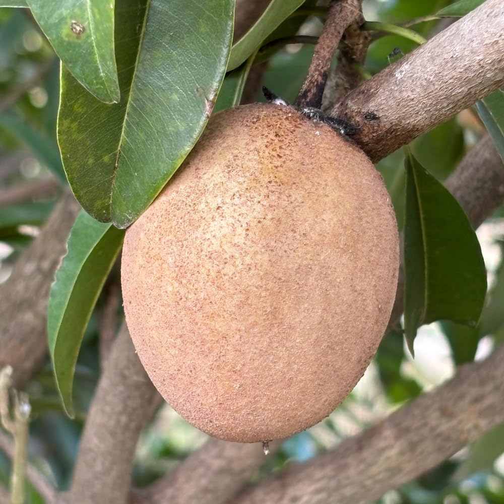 Sapote Tree Live Plant, Sapodilla Live Tropical Fruit Tree, 2 to 3 Feet Height, Ready for Planting in One Gallon Pot