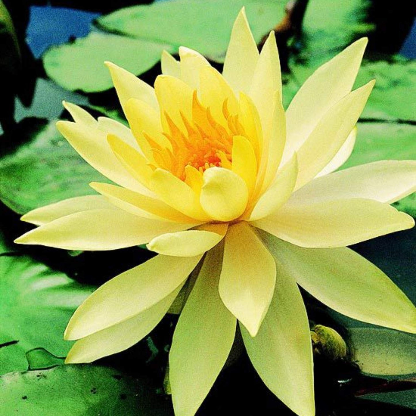 Planterest - Nymphaea Dinner Light Yellow Hardy Water Lily Rhizome Live Aquarium Plant BUY2GET1FREE