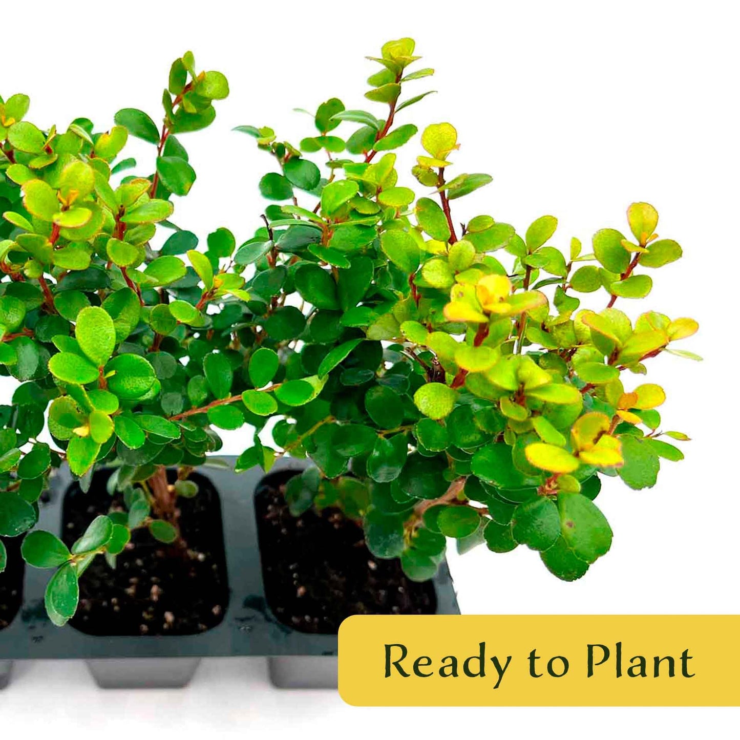 3 African Boxwood Myrsine – Dense Evergreen Shrub for Low Hedges, Borders & Topiary Landscapes (Myrsine africana) in 2.5” Cubes, Live Plants