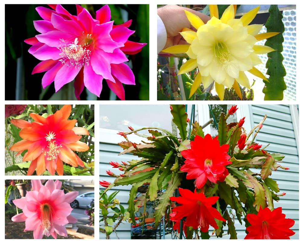 (6) Mix Epiphyllum Orchid Cactus Cutting for Growing Indoor/Outdoor - Ornaments Perennial Garden Simple to Grow No Pots
