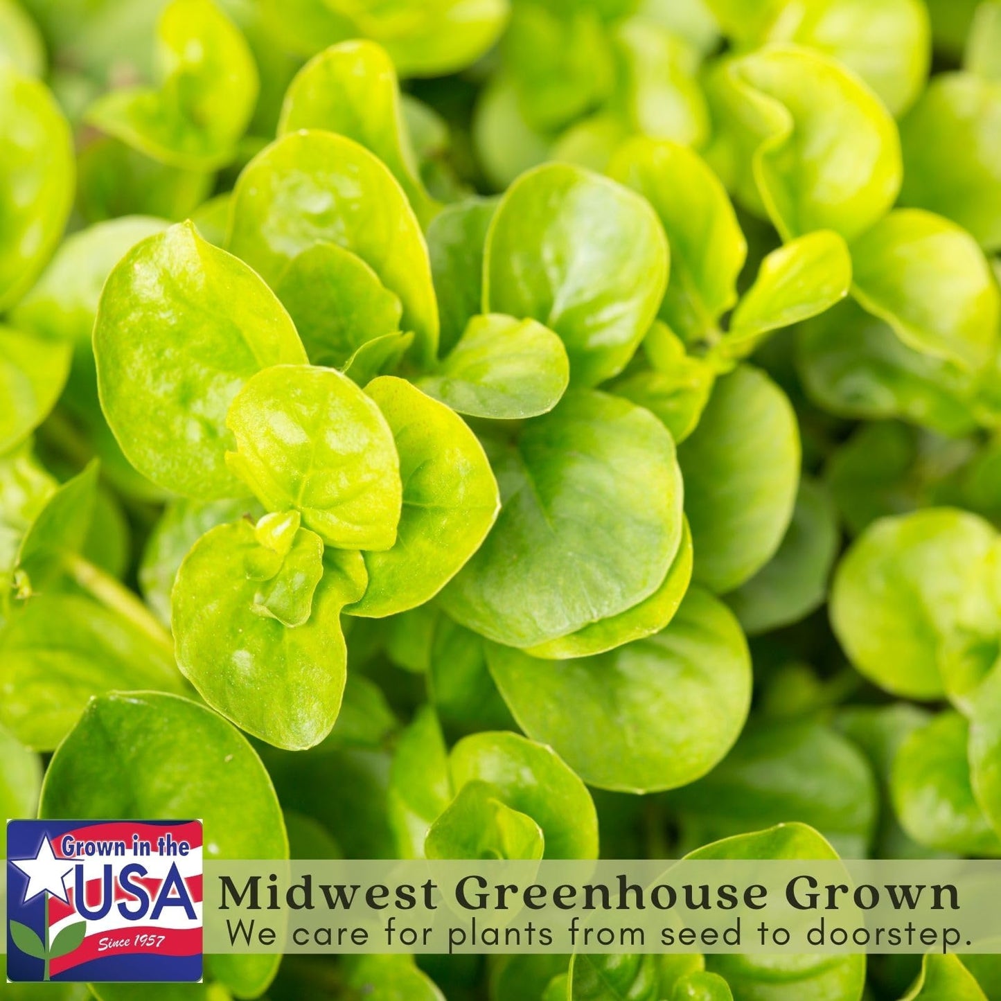 Clovers Garden Creeping Jenny Goldi Plants Two (2) Live Plants – Non-GMO - Not Seeds - Each 4" to 8" Tall – in 4" Inch Pots - Lysimachia, Perennial, Cascading