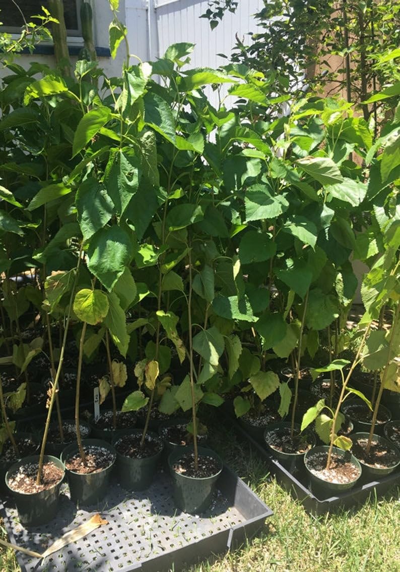 18-24" Tall White Mulberry (Morus alba) Plant, Russian, 2 Year Old, no Leaves