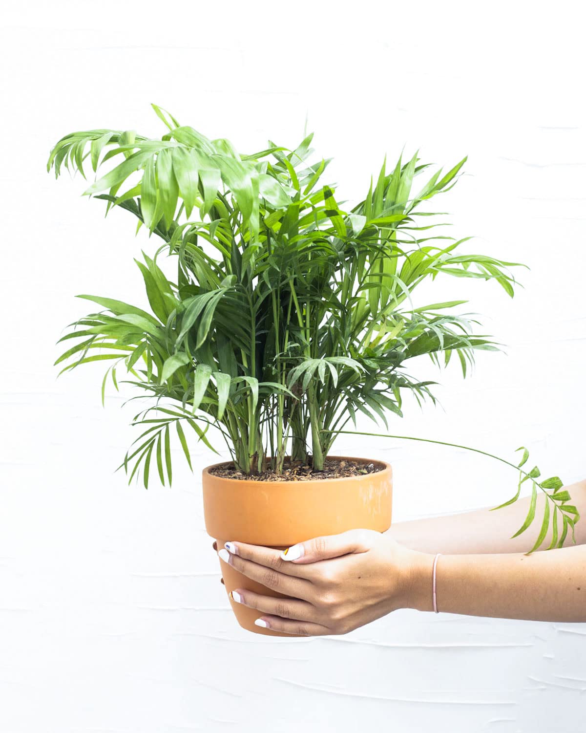 Neanthe Bella Palm (4" Grower Pot) - Air Purifying and Live Healthy Houseplant - Easy to Grow, Easy to Care Indoor Houseplant for Home and Office Decor