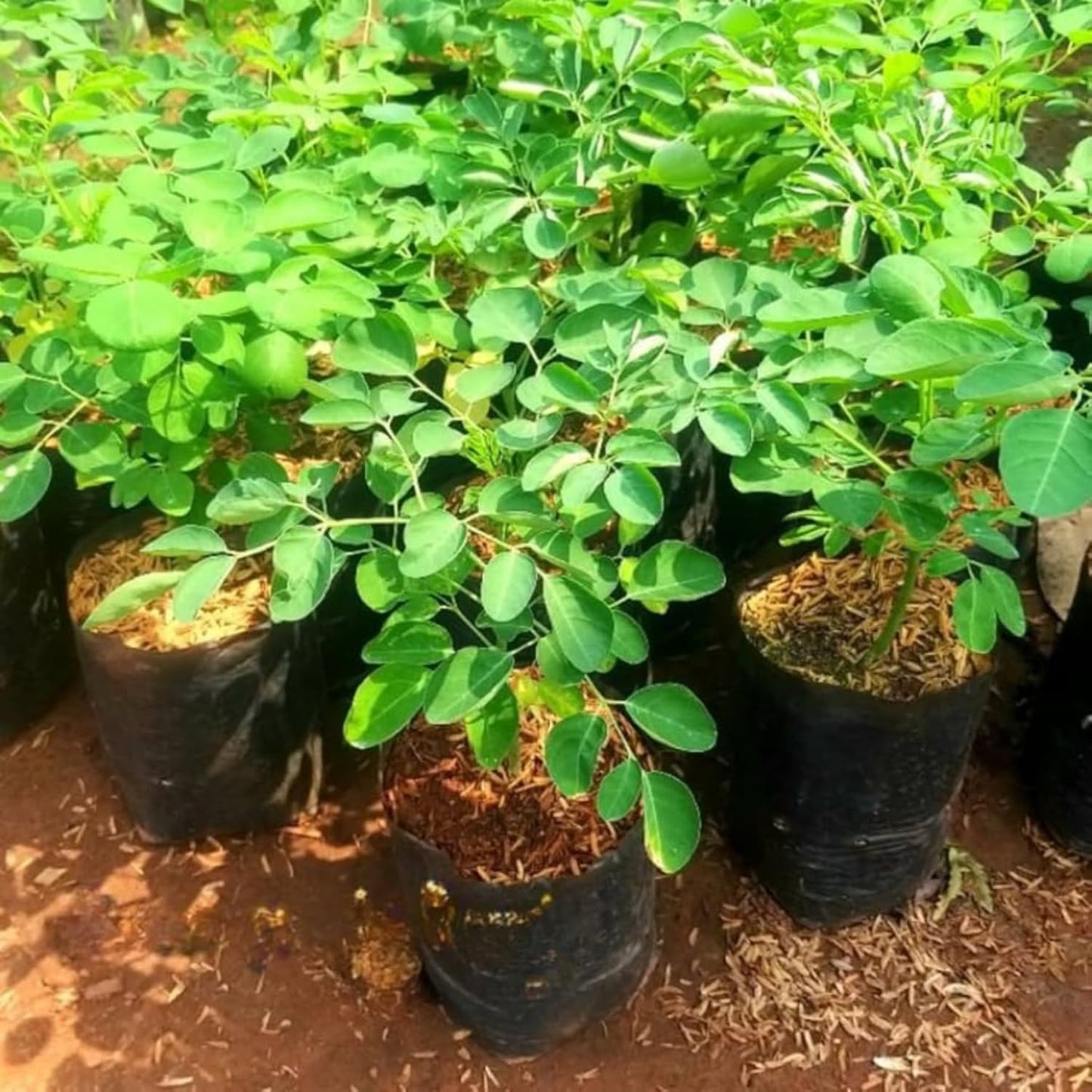 Moringa Plant Live in 4 Inch Pot, Moringa Oleifera Drumstick Tree, Hardy Perennial Herb Plant