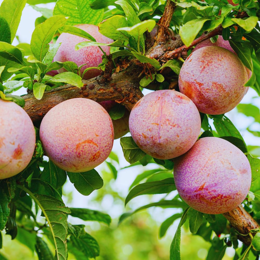 Live Flavor Pluot Tree Live Plant, Plum Apricot Plant, 3 Gallon Pot, Sweet Fruit for Home Garden Outdoor, No Ship to CA, 2-3 Ft Long