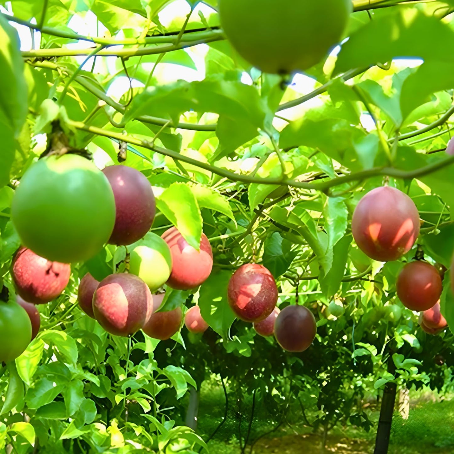 Passionfruit Plant - Red Passion Fruit Vine, 4 Inch Tall, Tropical Climbing Vine with Sweet Flavor for Outdoor Landscaping, Vertical Gardens & Decorative Displays