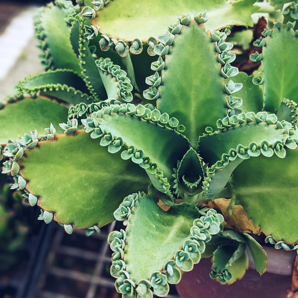 Mothers of Thousands Kalanchoe Live Plant 3 to 5 Inc Tall Starter, Kalanchoe Succulent, in Pot