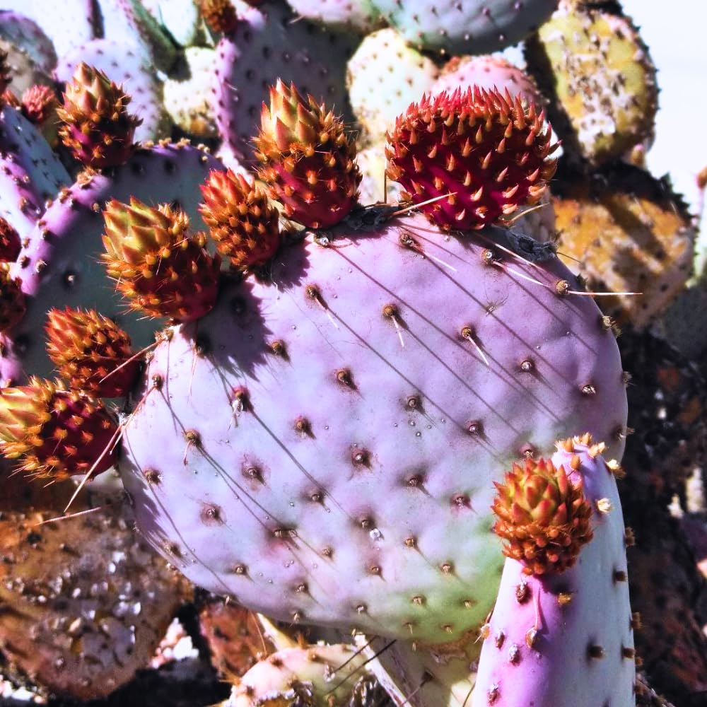 Prickly Pear Cactus, Purple Prickly Pear Cactus Plant Live in 3 Inches Pot