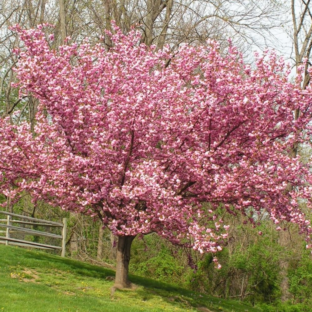 Live Kwanzan Cherry Blossom Tree Plants, 8 to 12 Inch Tall Live Cherry Blossom Flowers Plant, Live Cherry Blossom Tree Plants, Perennial Cherry Flowers Tree Plant, Ready to Plant Outdoor Garden