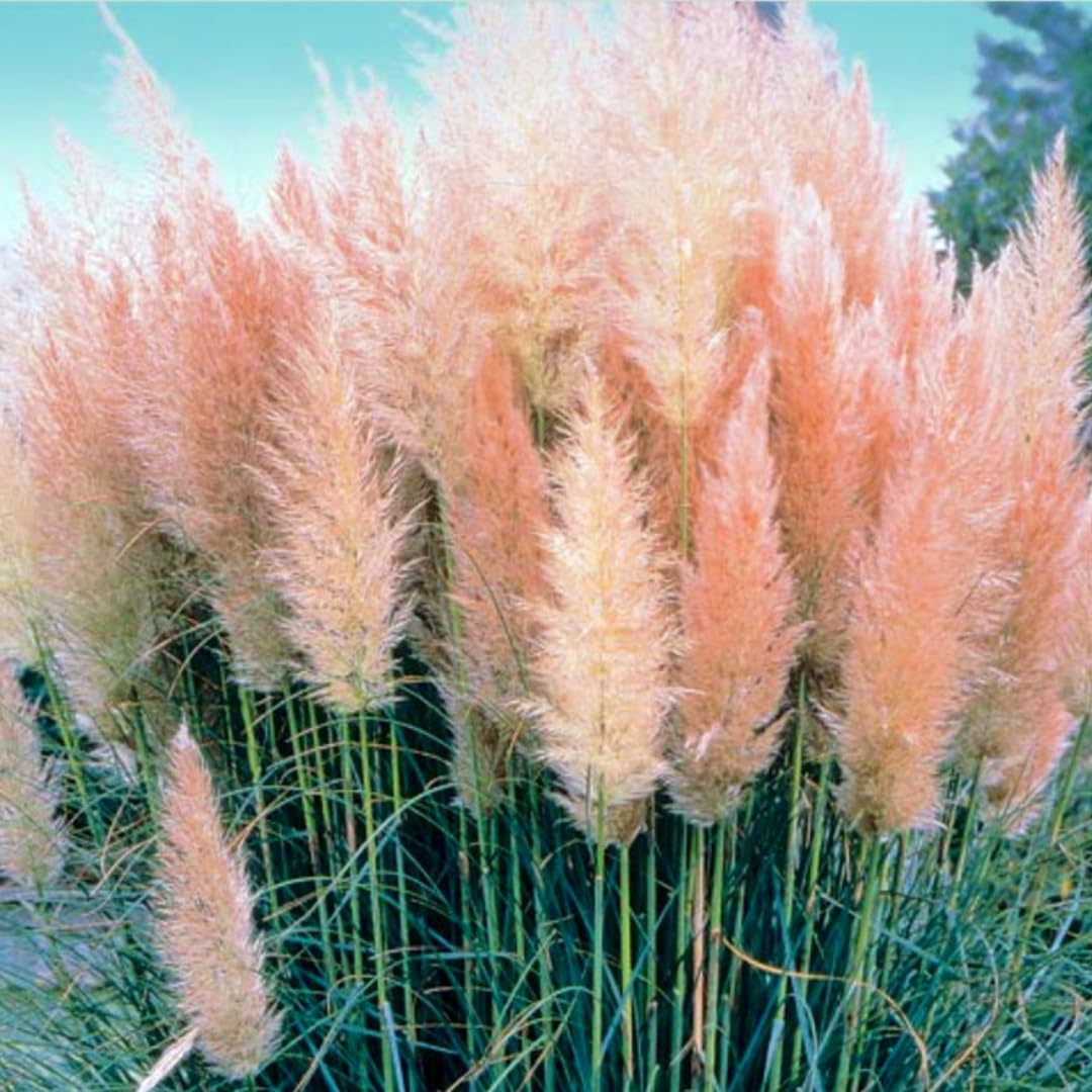 Ornamental Grass Seedlings Live Plant, Fully Rooted Pruned Back to 5 to 9 Inc in Tall Grasses Live Plants Perennial (Pink Pampas)