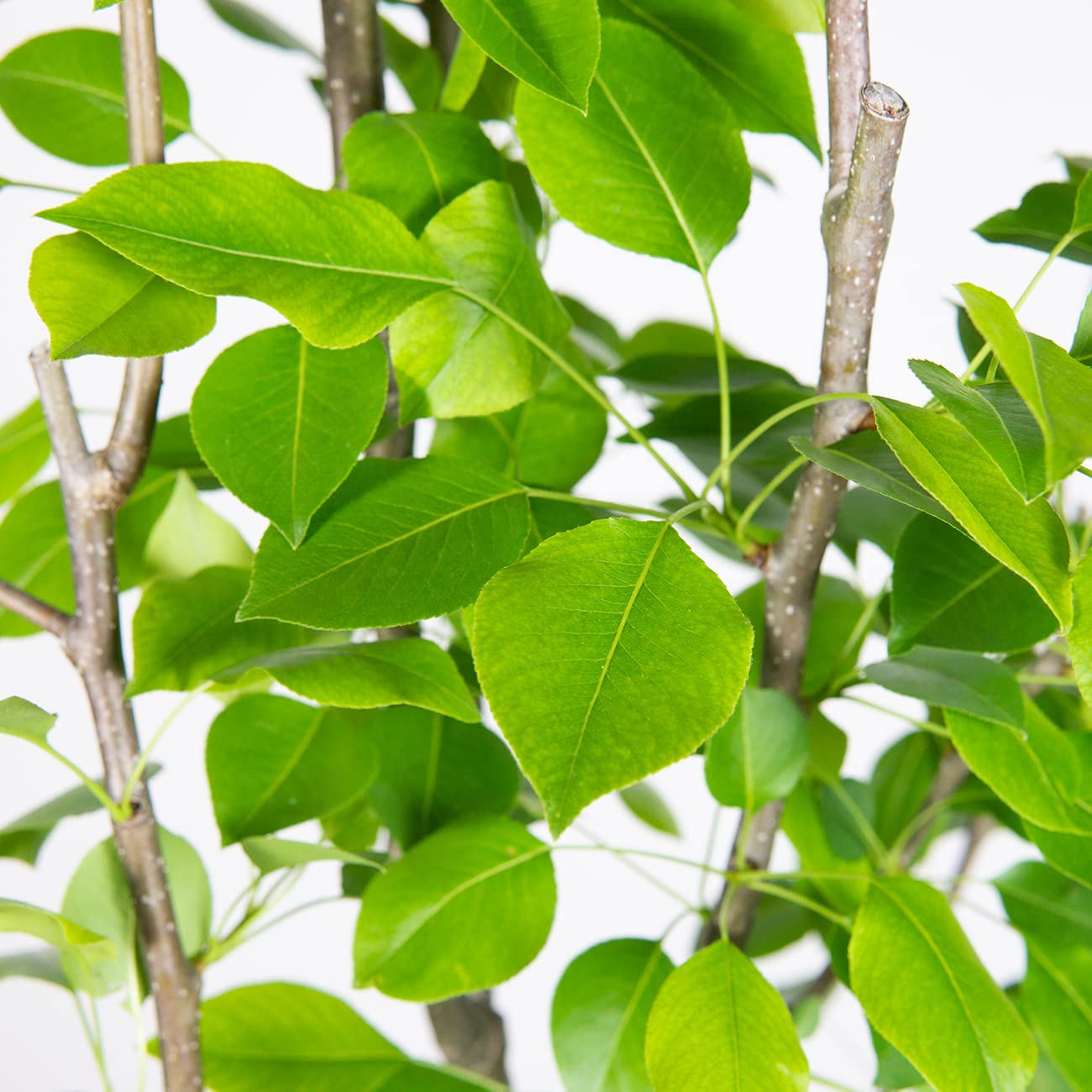 Perfect Plants Ayers Pear Tree 4-5 Feet | Live Trees for Outdoor Planting | Sweet Fruit for Fresh Eating or Canning | Sugar Pear Fruits Delicious and Healthy