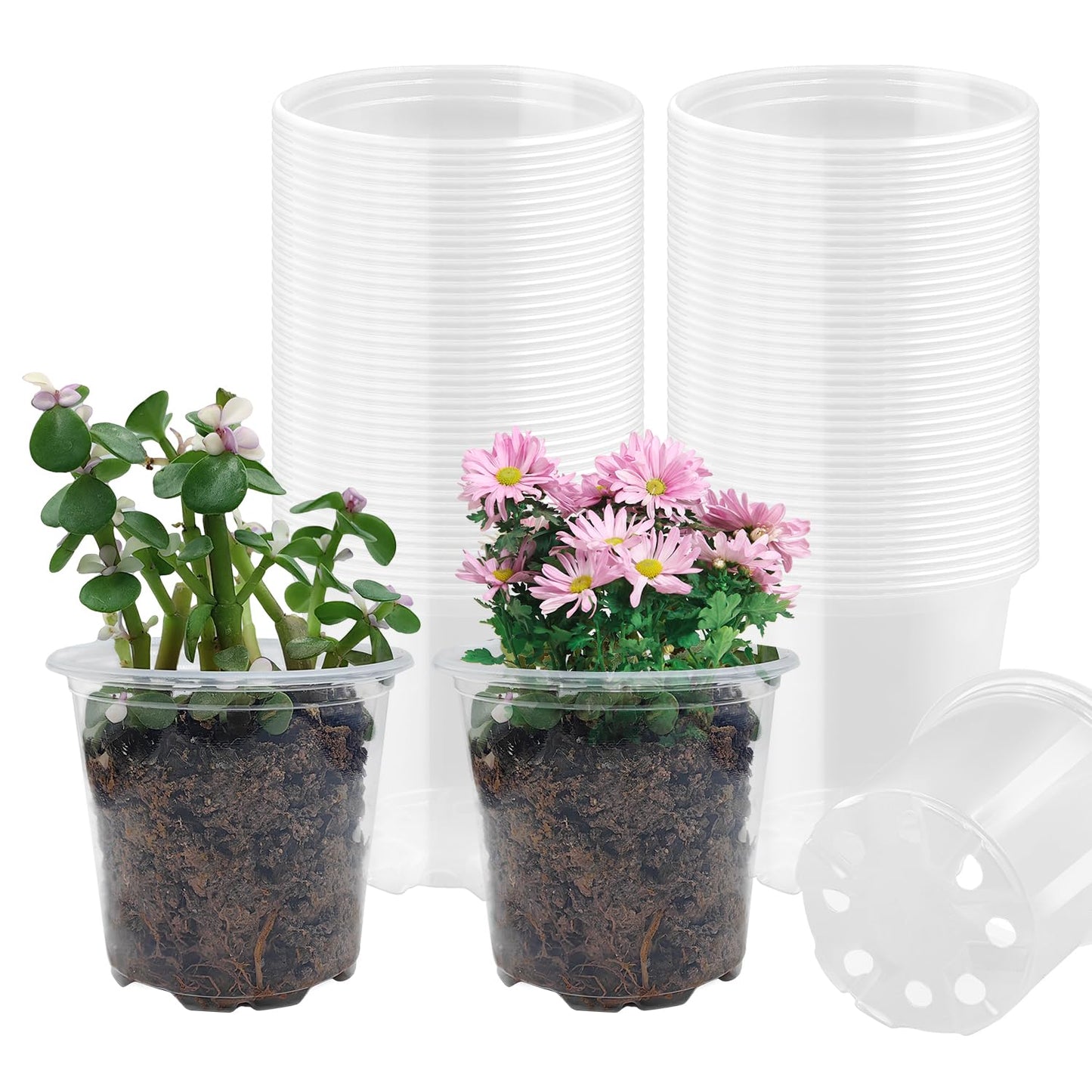 RooTrimmer 4" Clear Seeding Pots 50-Pack Round for Seeds Starting, Seeds Germination Transparent Nursery Pots with Drainage Holes (4Inch,Clear,50Pcs)
