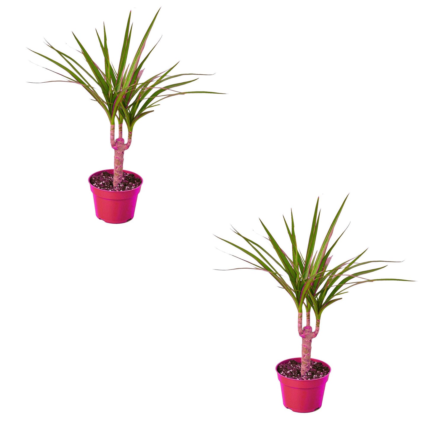 2 Pack Dracaena Marginata Cane in 4in Pot - Live Plants Tropical Houseplants | Variegated | USA Growers | The Snobby Leaf