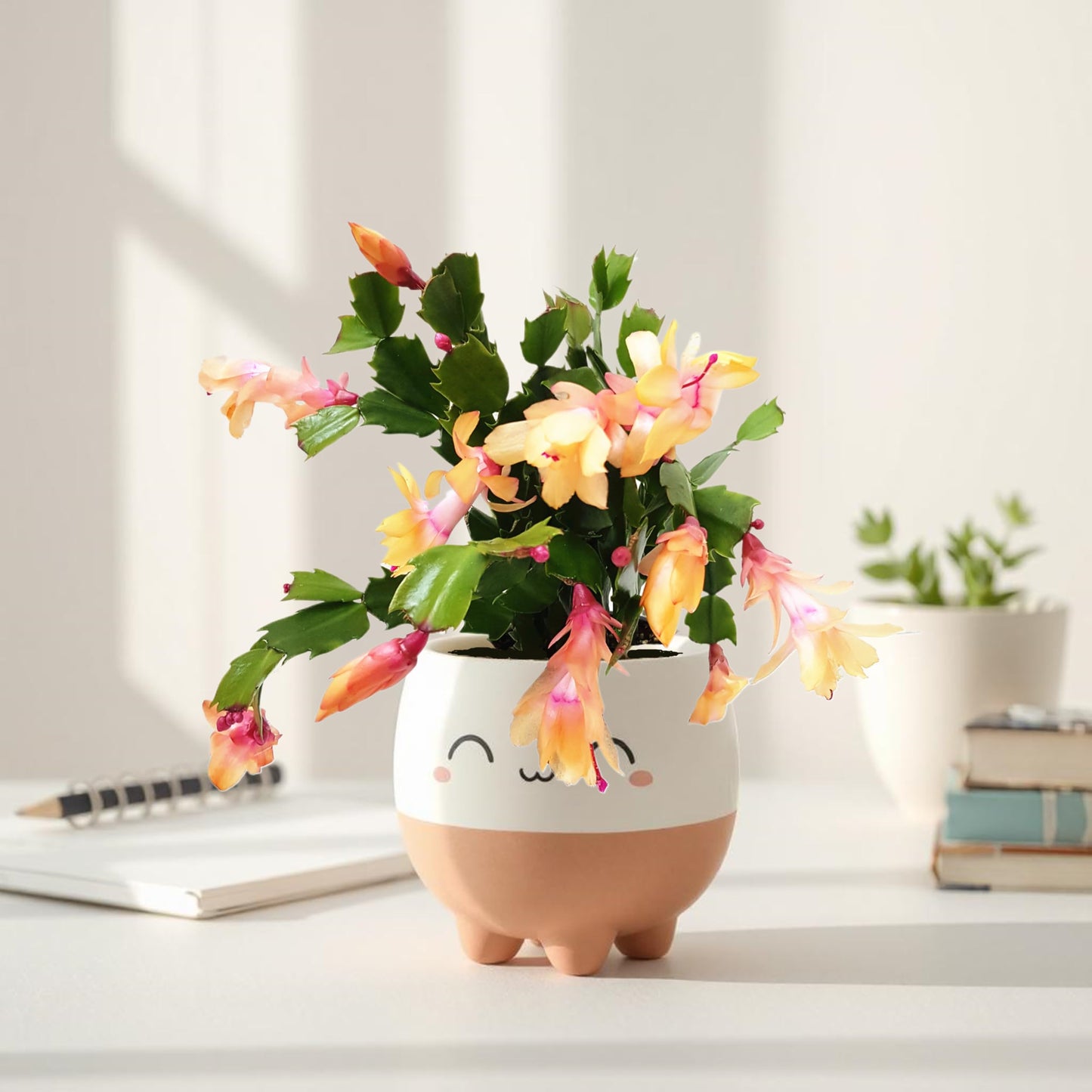 Wonderland Flora Thanksgiving Cactus, Peach Seasonal Blooms, Live Indoor Plant, Flowering Houseplant, Christmas Cactus, 4-Inch Pot, Holiday Decor, Pet Safe, Free Heat Pack