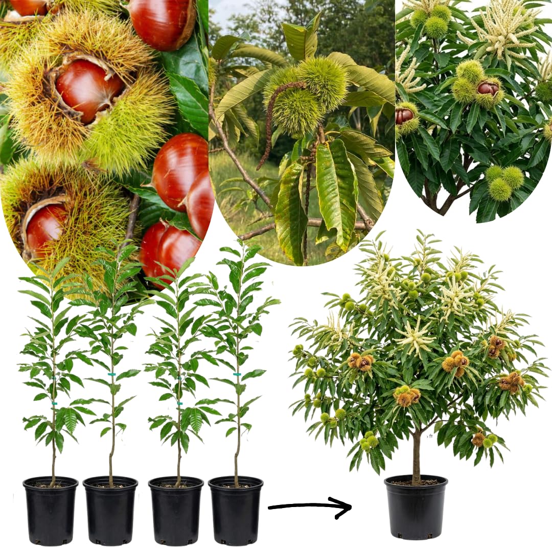 3 Years Old Chestnut Tree Live Plant, 2-3 Feet in 3 Gallon Well Rooted, Cold Hardy Chesnut Plant for Outdoor Spring Planting, No Ship to CA