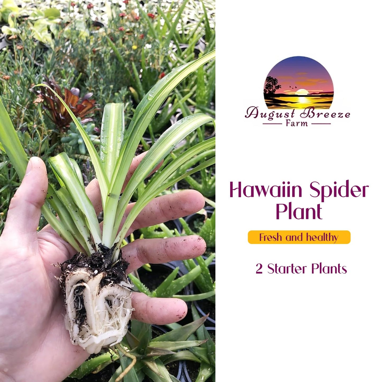 Hawaiian 2 Pack Live Spider Plants - Starter for Home & Office Decor - Air Purifying Rare Houseplants with White & Green Striped Foliage - Easy to Grow Indoor & Garden Plant (Pack of 1)