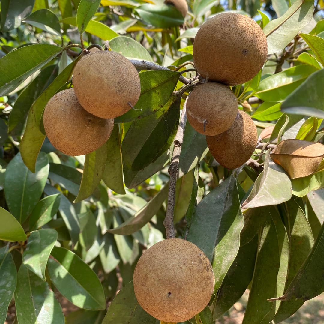 Sapodilla Tree Live Plant, Sweet Tropical Fruit Tree, 2–3 Feet Tall in 3 Gallon Pot, Ready for Outdoor Planting, No Ship to CA