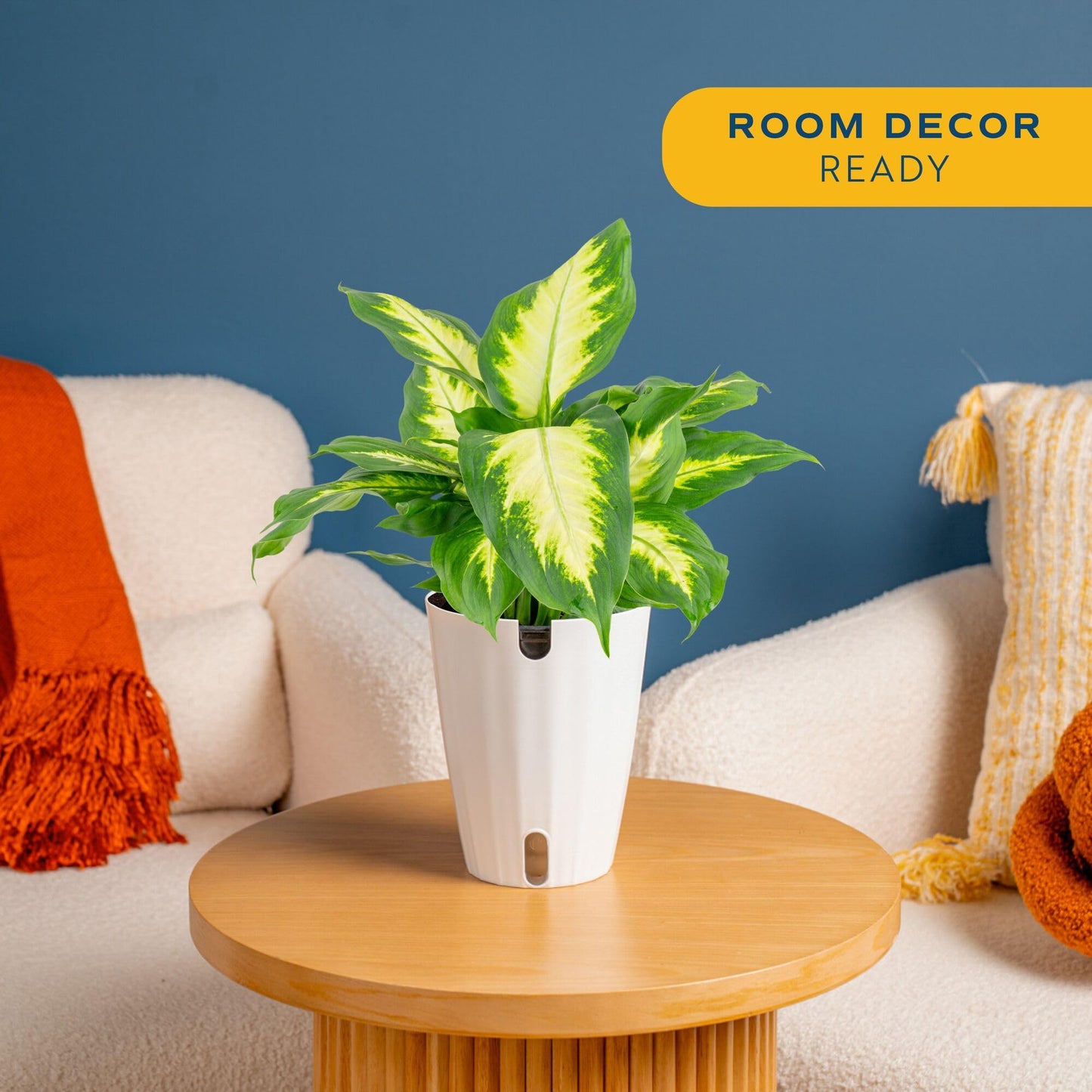 Costa Farms Dieffenbachia Live Indoor Plant, Easy to Grow Houseplant, Potted in Indoors Garden Nursery Plant Pot, Potting Soil Mix, Grower's Choice, Home and Office Plants Decor, 1 Foot Tall