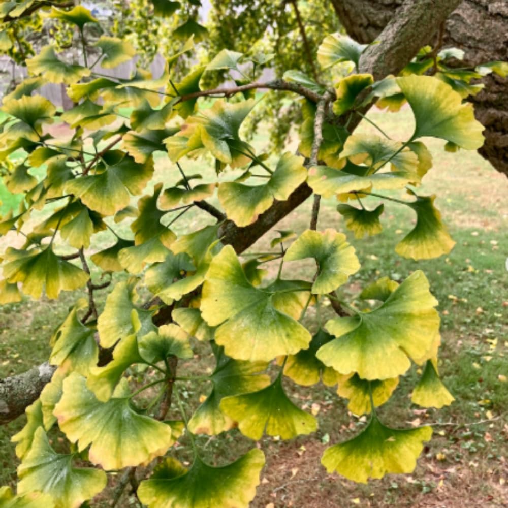 2 Ginkgo Trees Live Plants Seedlings, Hardy Ornamental Gingko Biloba Bare Roots 6-12'' Tall, Winter Dormant, Outdoor Planting