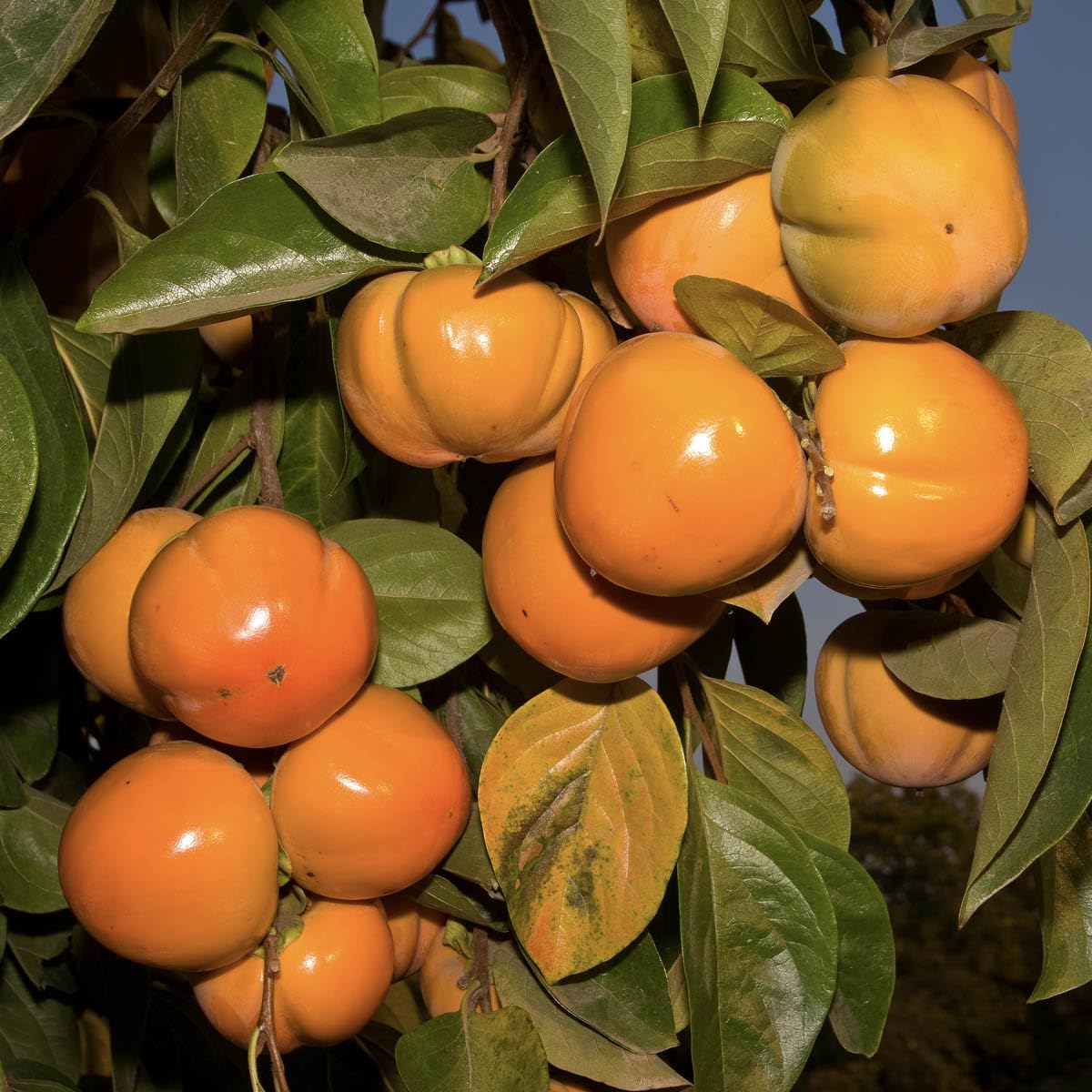 GURNEY'S - Fuyu Imoto Persimmon Diosypros Dormant Bare Root Starter Fruit Tree - Due to resctrictions Can't Ship to California