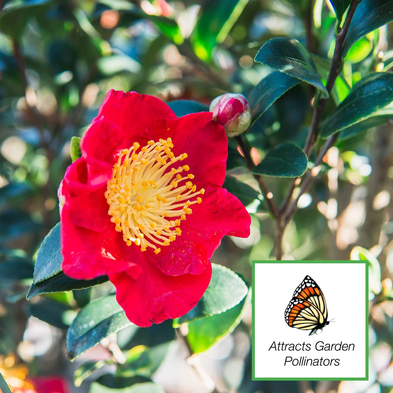 Perfect Plants Yuletide Camellia Bush 3 Gallon | Live Shrub for Outdoor Planting | Beautiful Early Spring Flowers | Red Flower with Yellow Center