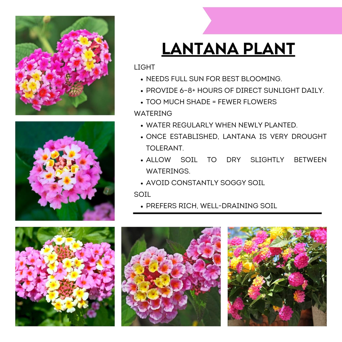 2 Lantana Plants Live, Lantanas Live Plants for Planting Indoor Outdoors, Perennial Flowers, 4-9 Inch Tall Well-Rooted (Pink Lantana)