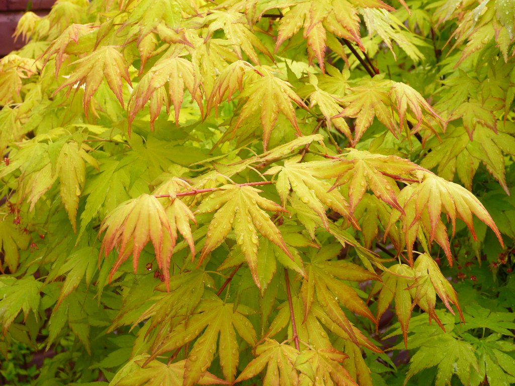 Orange Dream Japanese Maple -Orange and RED New Spring Growth - 2 - Year Tree
