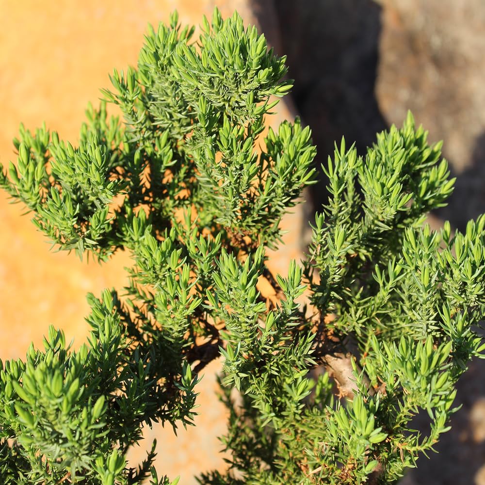 Brussel's Bonsai Live Green Mound Juniper Bonsai Tree - Medium, 5 Year, 6 to 10 Inches - Outdoor Bonsai Tree Live with Rock Bonsai Pot