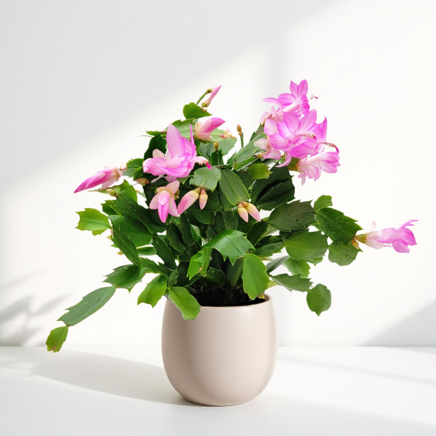 Wonderland Flora Thanksgiving Cactus, Pink Seasonal Blooms, Live Indoor Plant, Flowering Houseplant, Christmas Cactus, 4-Inch Pot, Holiday Decor, Pet Safe, Free Heat Pack