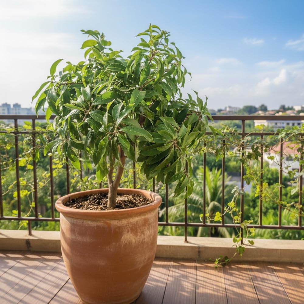 Sweetheart Lychee Fruit Tree, Lychee Tree Live Plant, Perennial Tropical Fruit Trees for Oudoor Garden, 3 to 4 Feet Tall, 3 Gallon Pot, No Ship to CA