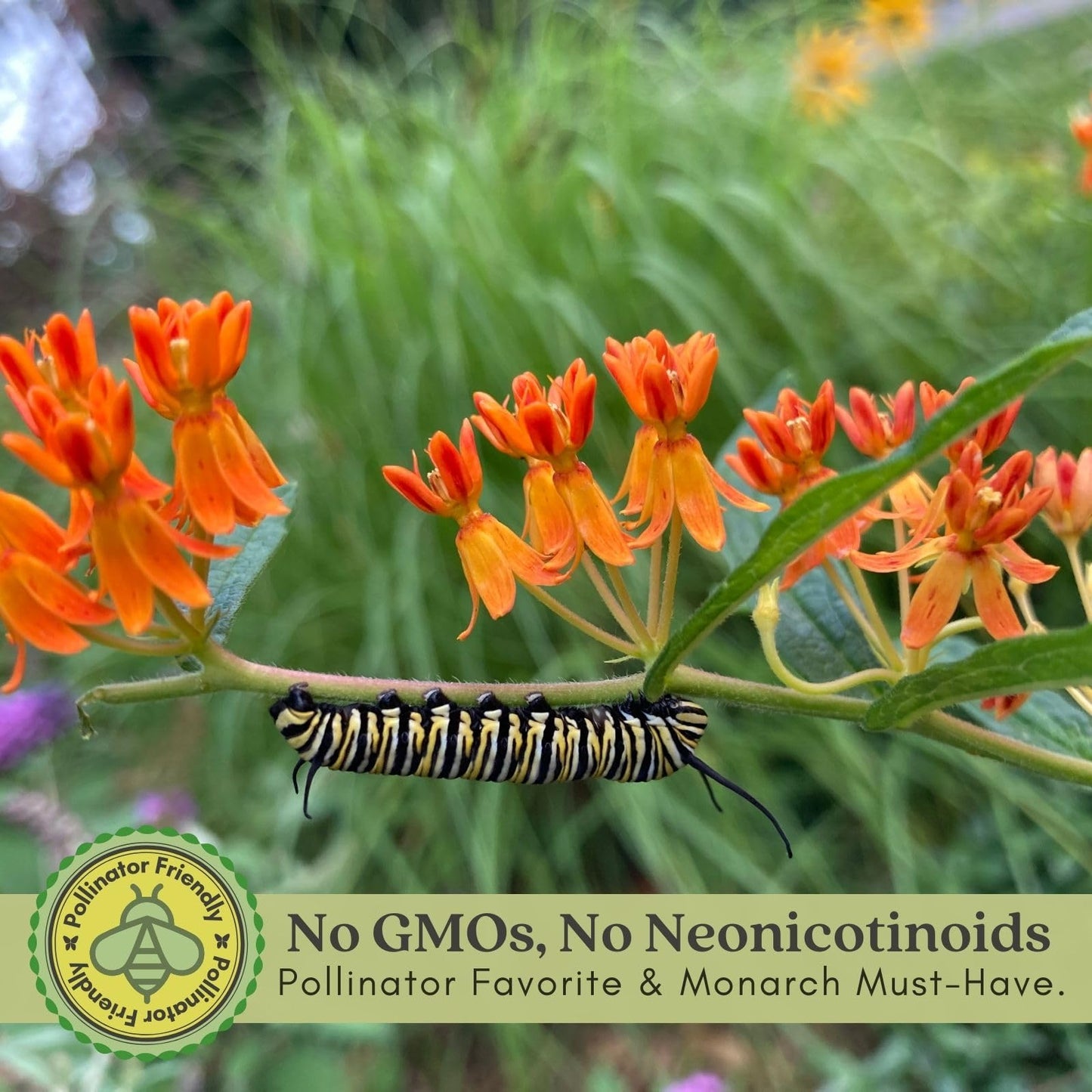 Clovers Garden Asclepias Tuberosa (Butterfly Milkweed) Plants – Two (2) Live Plants – Non-GMO - Not Seeds - Each 4" to 8" Tall – in 4" Inch Pots – Monarch Favorite, Super Hardy