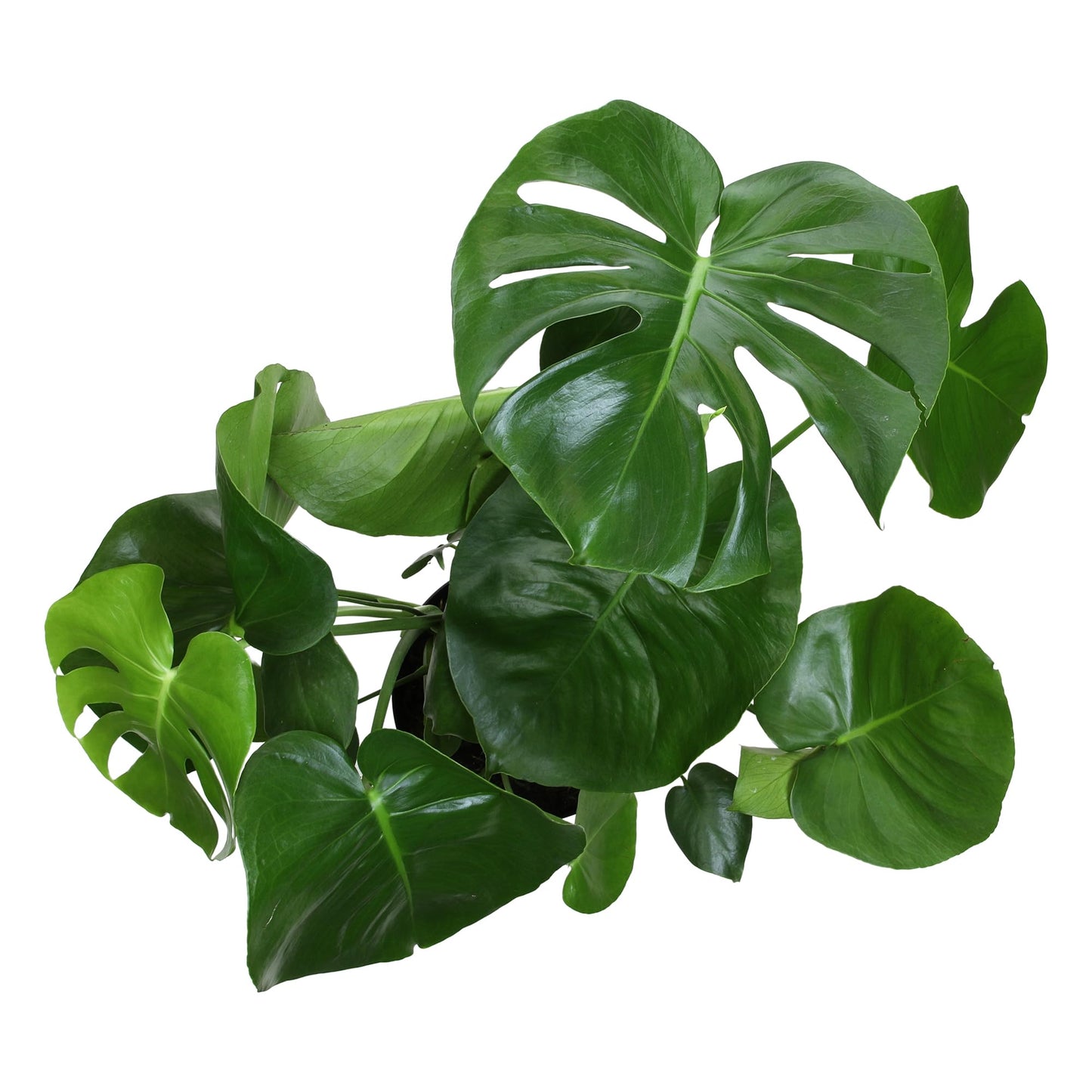 Monstera Deliciosa Live Plant (Approx. 2 ft Tall) in 8IN Grower Pot, Air Purifying Plants Indoor Plants Live Houseplants, Monstera Plant Live Plants Indoor House Plants by Plants for Pets