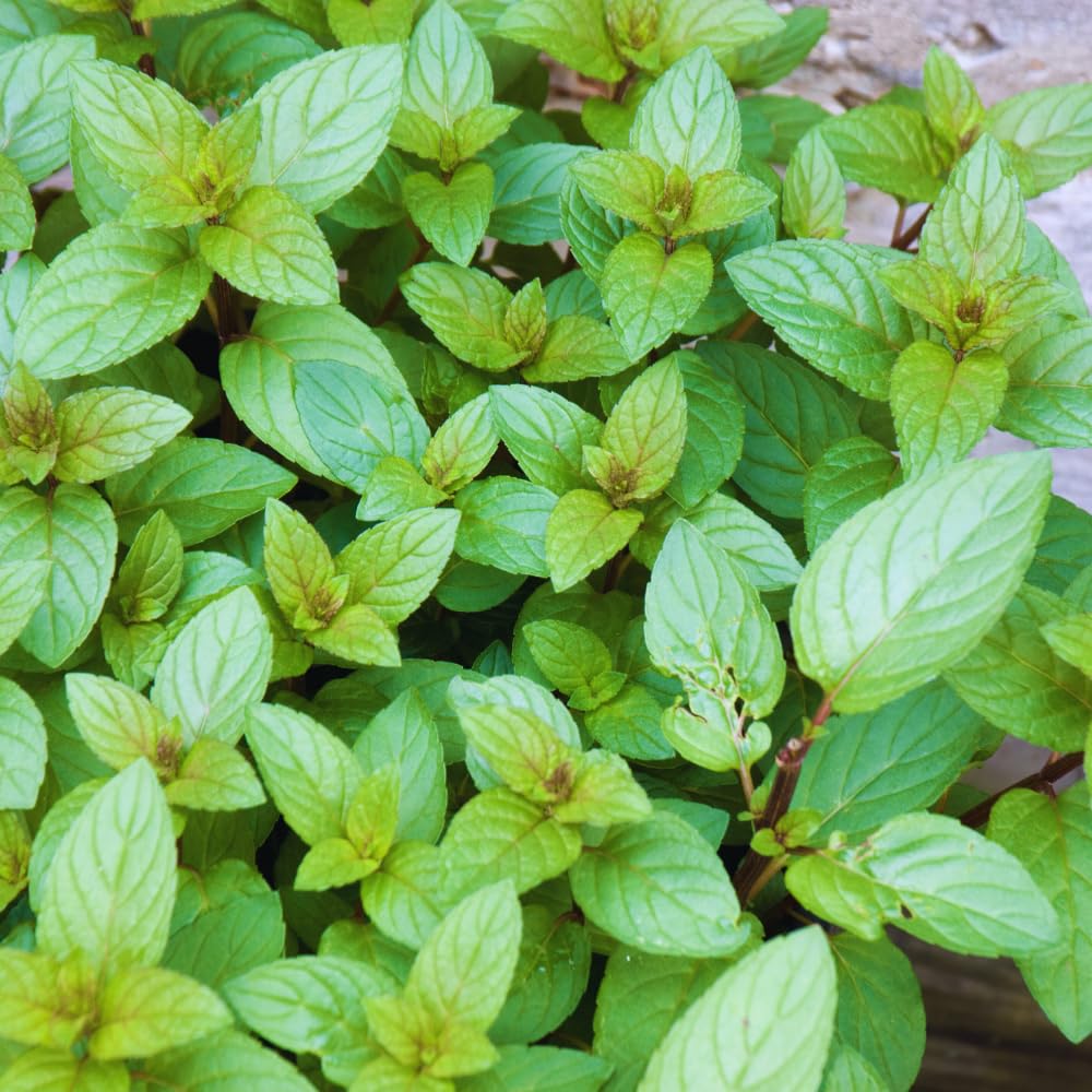 Mint Plant Live, 3 Chocolate Mint Herb Plants, 4 to 6 Inc Tall, Fragrant Perennial Plants for Gardening Outdoor, No Pot