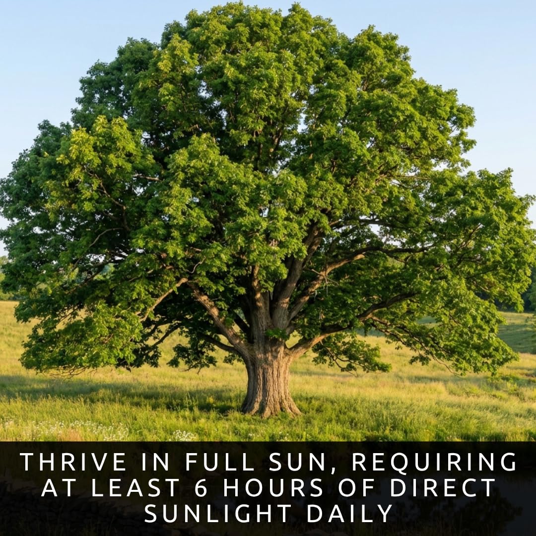 3 White Oak Trees for Planting – Quercus alba – Fast Growing Shade Trees – Hardy Landscape Oaks with Beautiful Fall Color (3 Trees) - Beautiful Fall Color, Long Lived