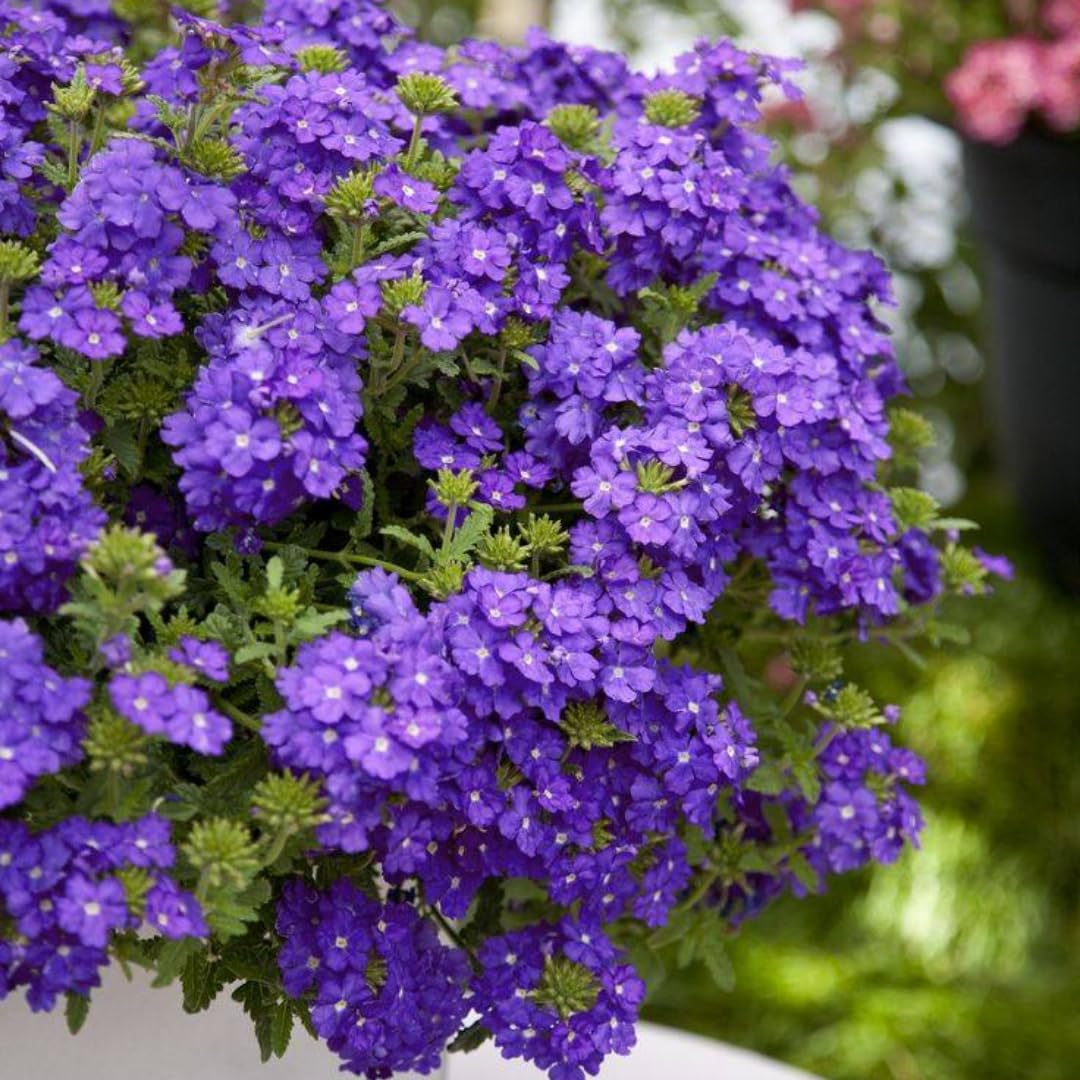 Pack 3 Random Verbena Plants Live Perennial Ground Cover, No Pot, 1-3" in Tall, Can Grow As Trailing Bushes, Spring Flowers